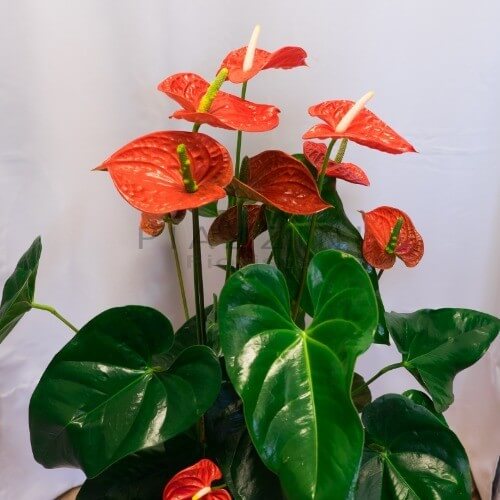 Pianta di anthurium