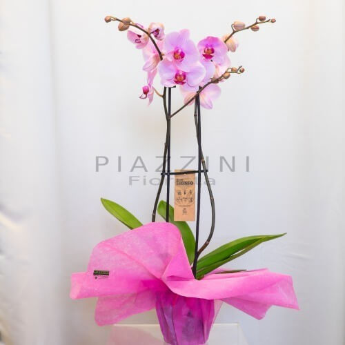 Orchidea  Phalaenopsis rosa a tre steli