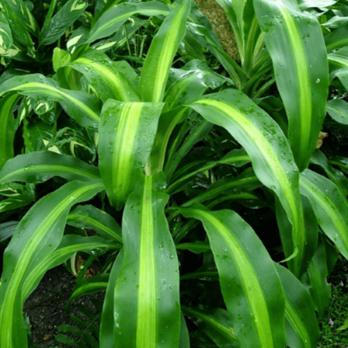 Pianta di tronchetto