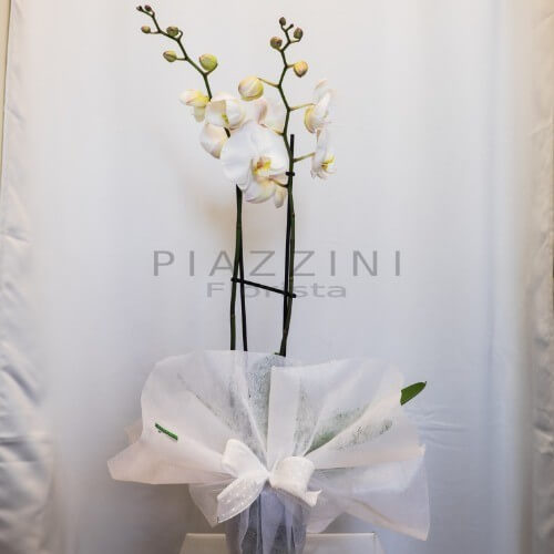 Orchidea Phalaenopsis  Bianca a tre steli