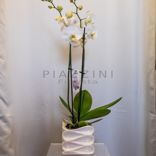 Pianta Phalaenopsis bianca con coprivaso di ceramica