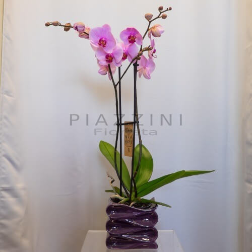 Pianta Phalaenopsis Rosa  con  coprivaso ceramica