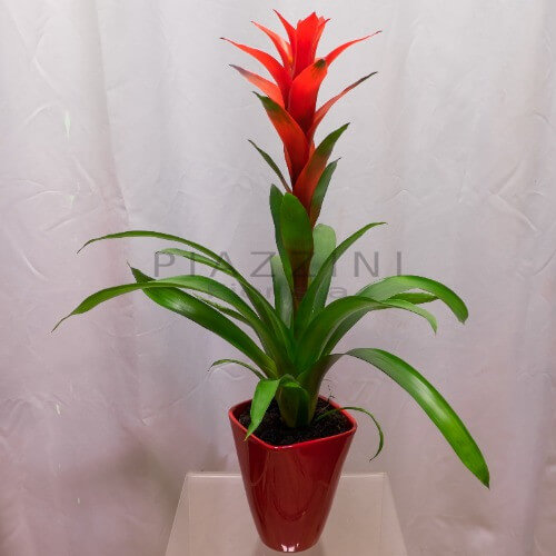 Bromelia 