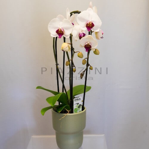 Pianta Phalaenopsis cascata 2 steli