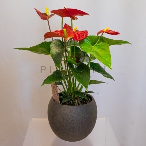 Pianta anthurium con coprivaso ceramica