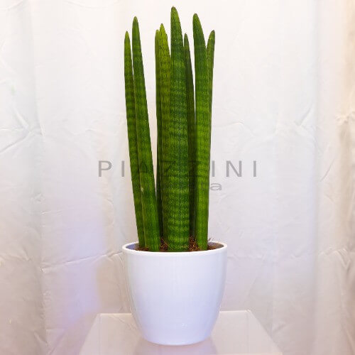 Sansevieria Cilindrica con coprivaso ceramica 