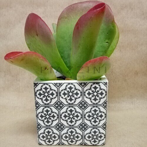 Kalanchoe Tyrsiflora 