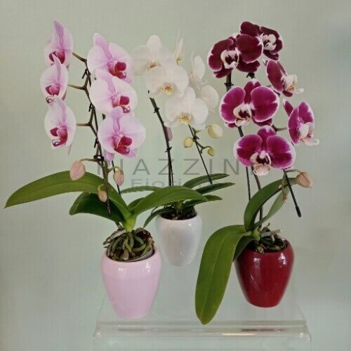 Phalaenopsis "archetto" con portavaso