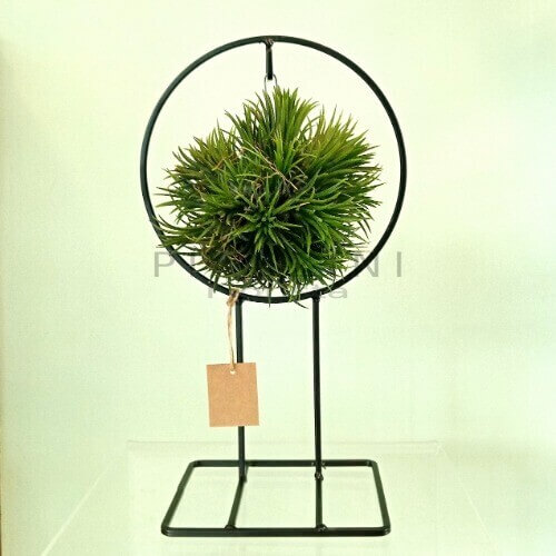 Tillandsia Piedistallo