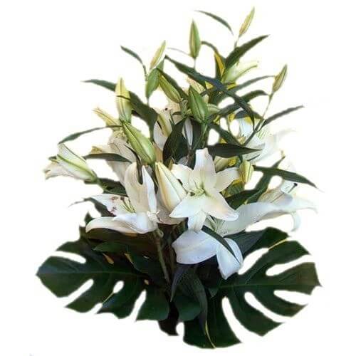 Mazzo di lilium bianchi