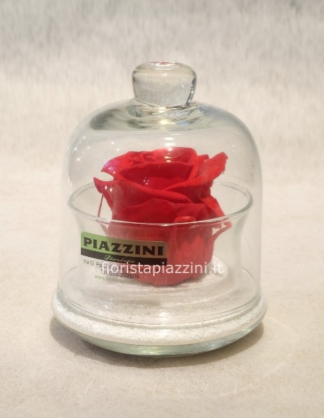 Rosa stabilizzata rossa in cloche vetro