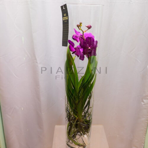 Orchidea vanda in vaso di vetro