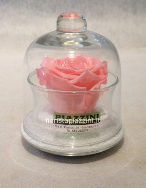 Rosa stabilizzata rosa in cloche di vetro 